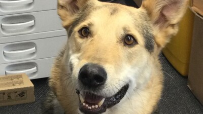 School Therapy Dog