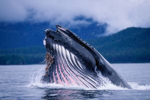 Whale Class Class Photo